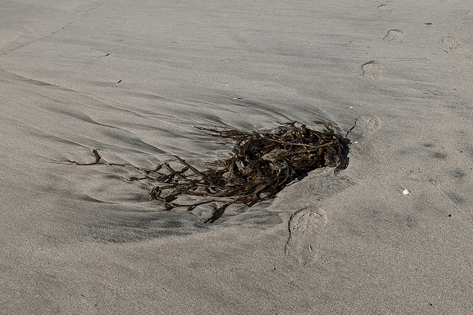 A small, tangled mass of bare, brown kelp strands embedded in the sand. Shoeprints lead past the pile of algae towards a washed-up log in the distance