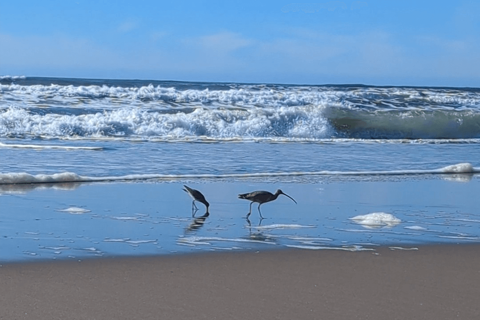 A pair of long-billed curlews forage in the low tide as waves crash further behind them
