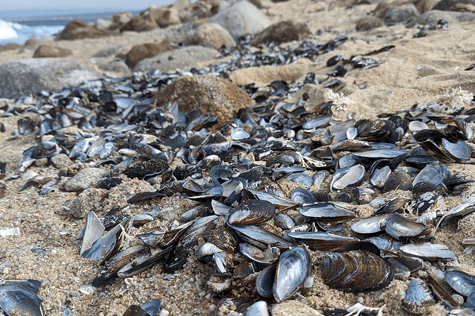 A collection of various mollusk shells and corraline algae washed up on a sandy beach with small boulders in the background