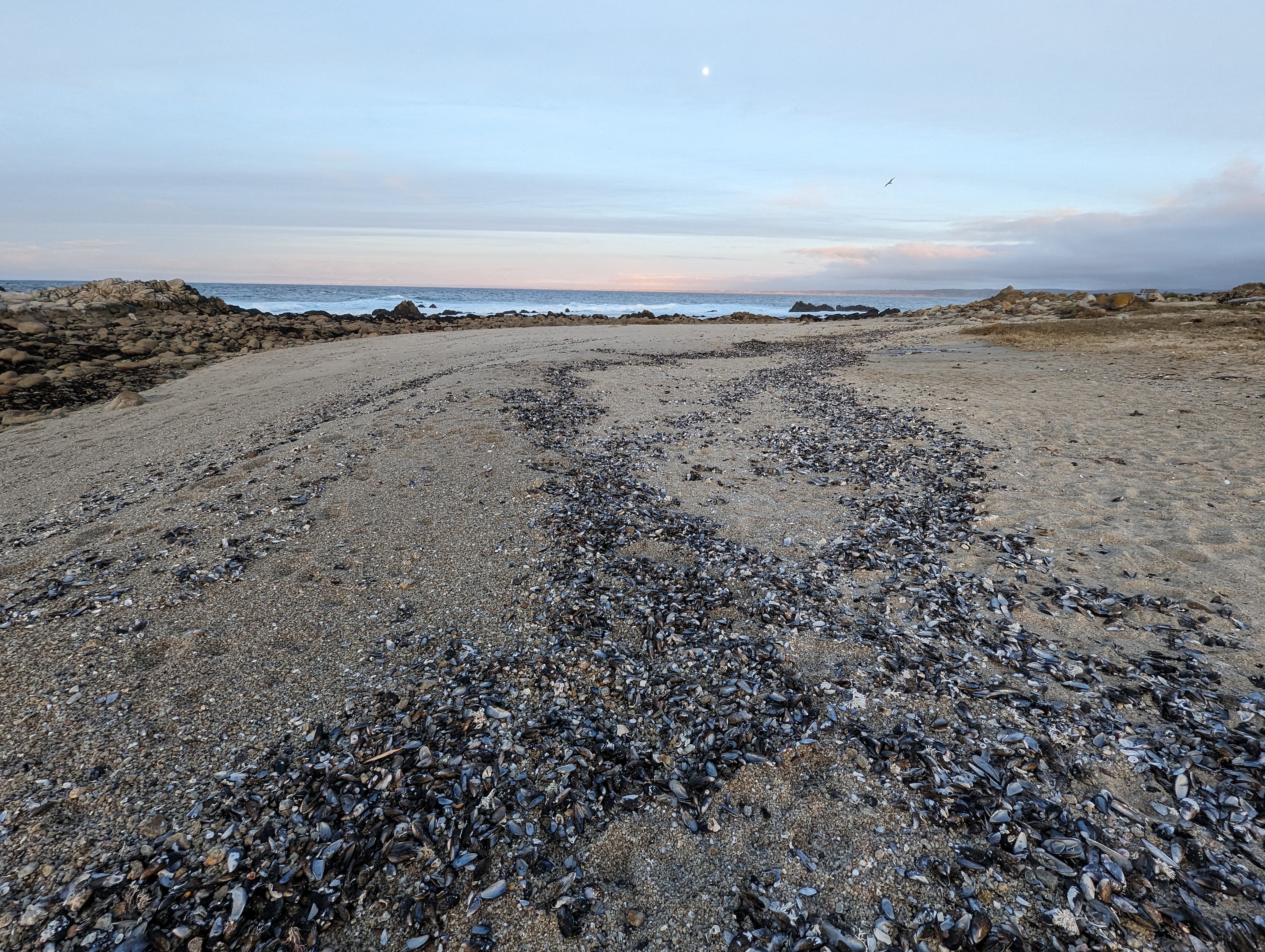 A beach landscape at sunset has two dark lines extending along the sand mirroring the shoreline. The lines contain thousands of washed-up mussel and snail shells