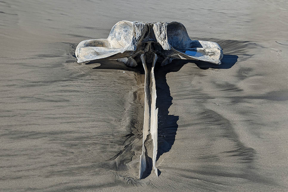The bare remains of a whale skull washed up on a beach
