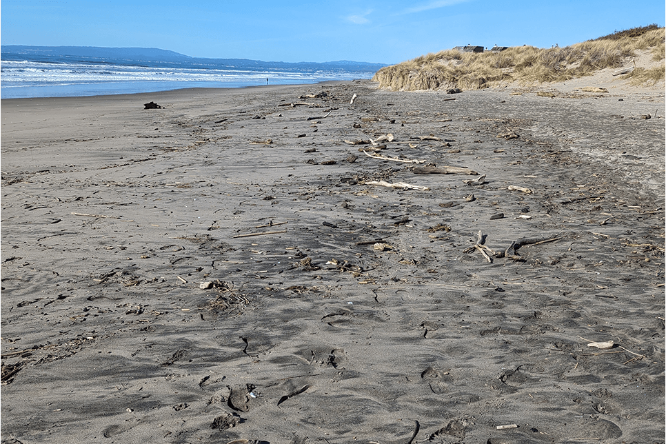 A beach landscape with stick, twigs, and other wood debris scattered across wet sand