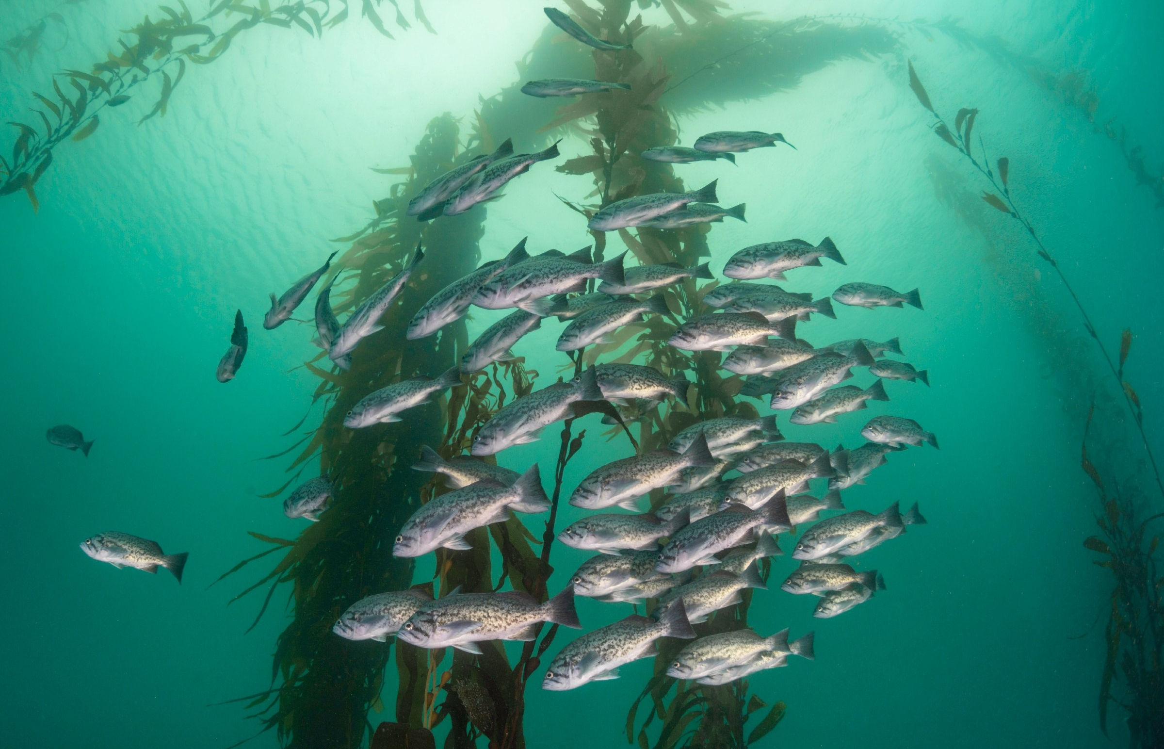 School of small fish swimming in clear green water in a kelp forest with sunlight filtering through the surface