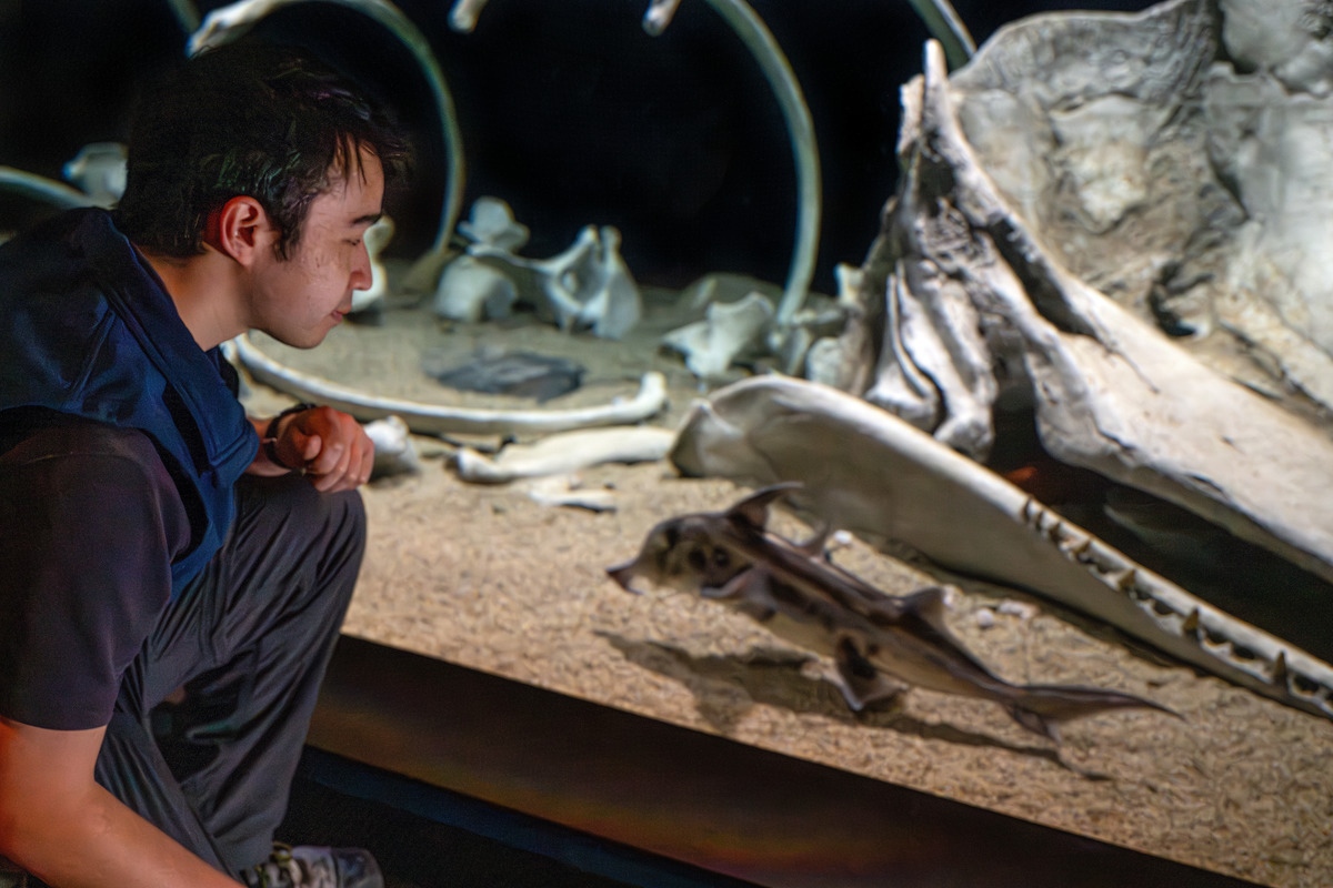 A kneeling staff person with black hair and a blue vest looks at a silvery elephant fish in the whalefall exhibit at the Monterey Bay Aquarium