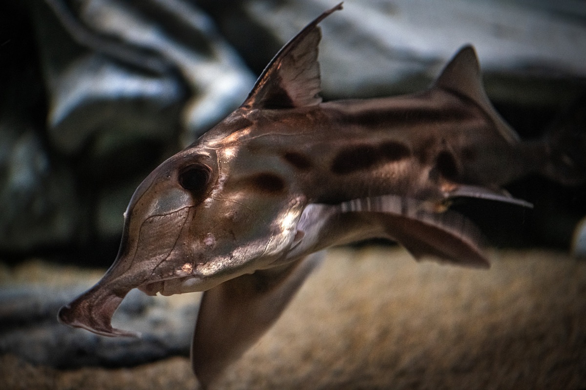 Flaunting its plow-nose proboscis, large dark eyes, and silvery skin, the elephant fish, Callorhinchus milii, explores the whalefall exhibit at the Monterey Bay Aquarium
