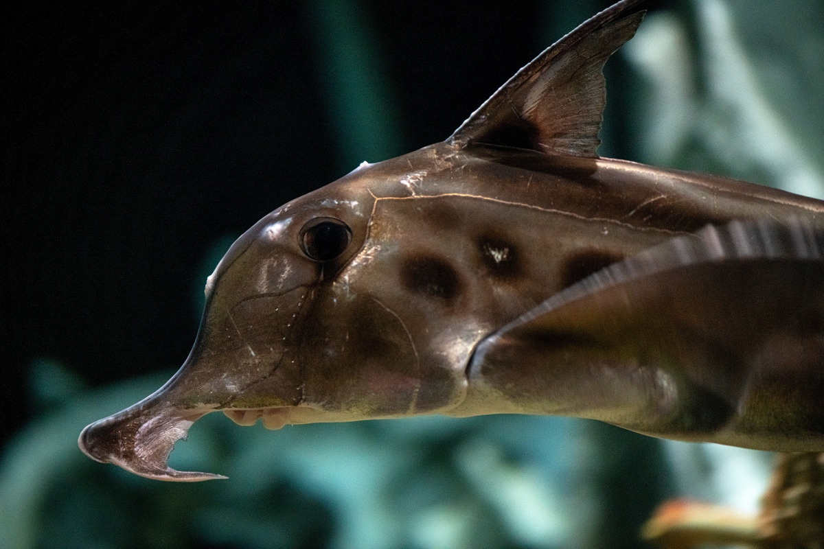 Flaunting its plow-nose proboscis, large dark eyes, and silvery skin, the elephant fish, Callorhinchus milii, explores the whalefall exhibit at the Monterey Bay Aquarium