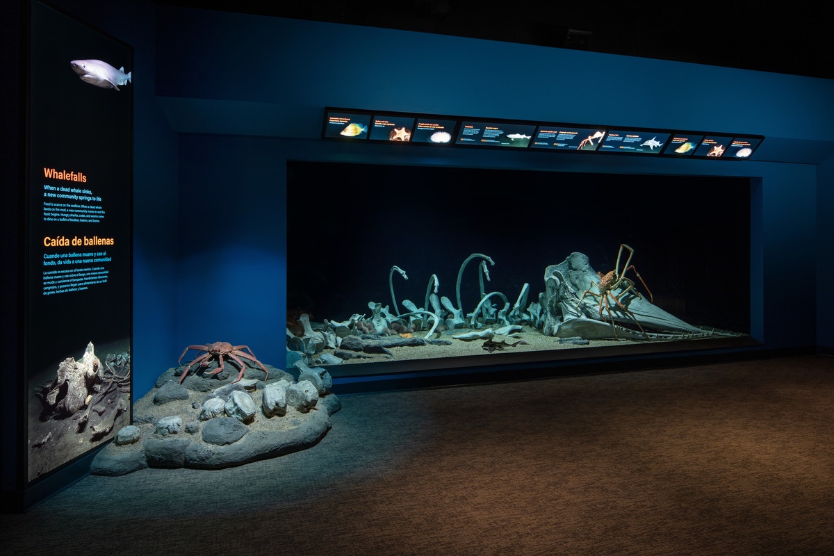 The public’s view of the whalefall exhibit at Monterey Bay Aquarium, featuring the model of a young sperm whale’s skeleton with live spider crabs and elephant fish