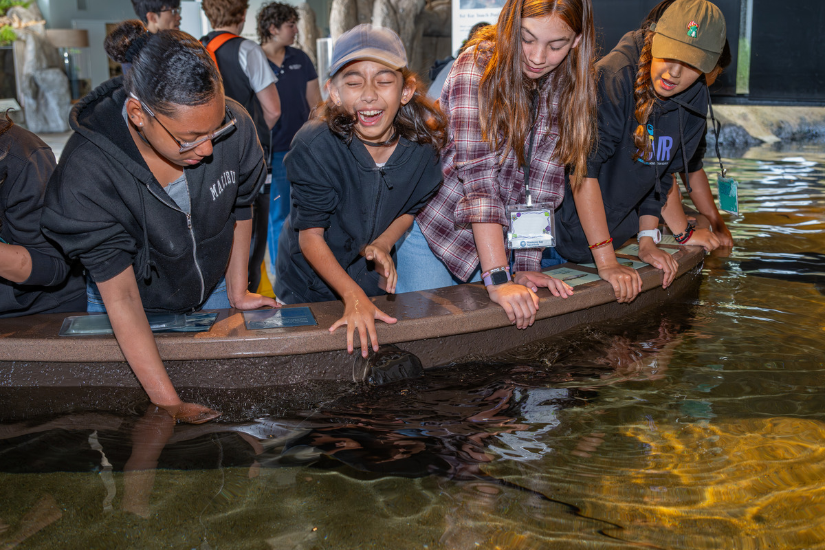 Students lean over the edge of a touch pool at the Monterey Bay Aquarium as one reacts to touching a bat ray