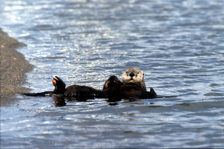 A dark brown sea otter with orange and white flipper tags and a blonde face holds a very dark sea otter pup across her chest in the water near the beachline