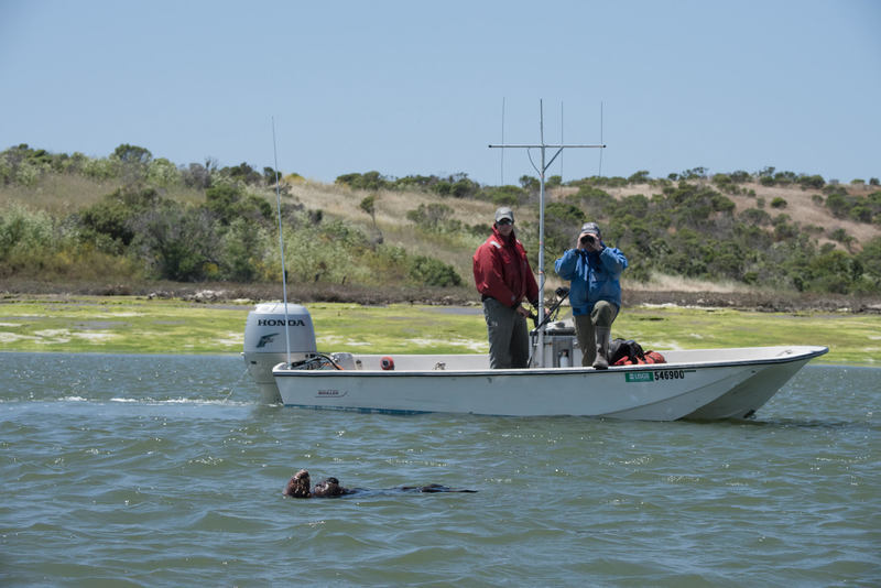 Two people standing in a boat looking at a brown sea otter floating in the water in the foreground.