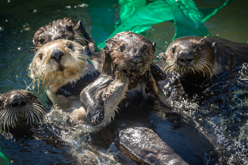 Five sea otters cluster together in the water, one with a pale face lifting a young pup while all face the camera