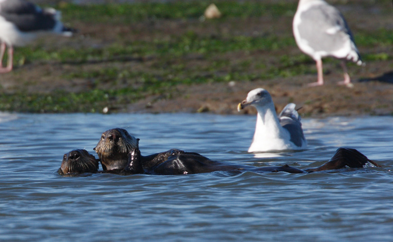 Two dark brown sea otters swim together holding each other near a mudbank, while a Western gull looks on