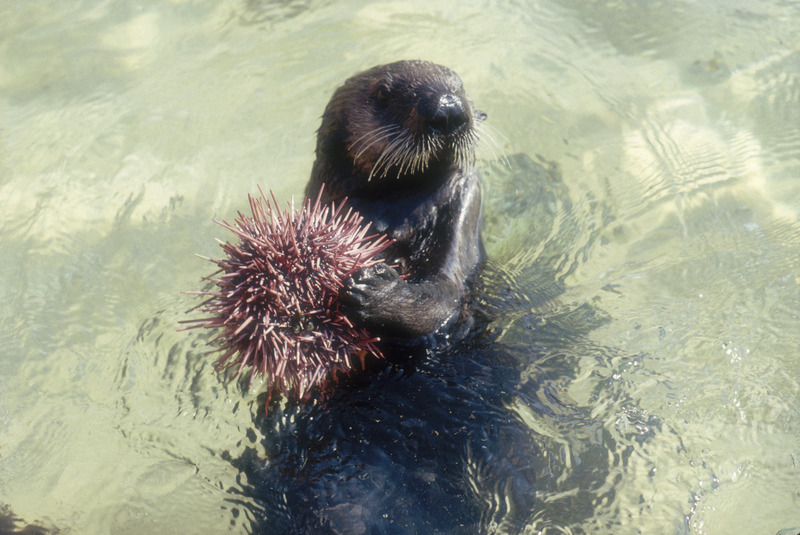 California sea otter holds a large purple sea urchin in its paws above the surface of clear water