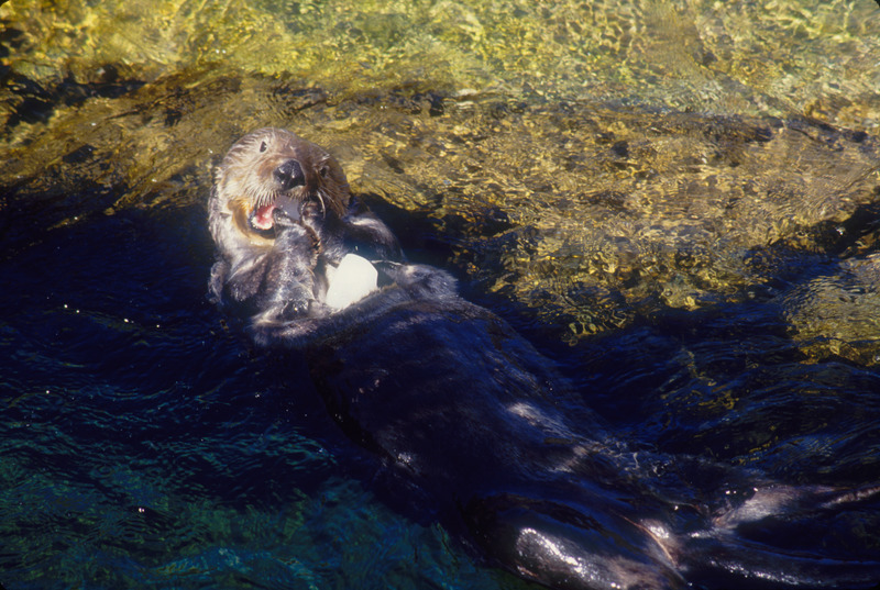 A dark brown sea otter floats on his back while gnawing on a white piece of ice