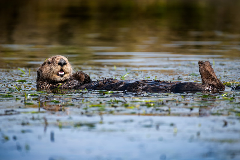 A dark brown sea otter with a blonde face and white smile rests perfectly horizontally at the surface of still water peppered with seagrass tips poking through