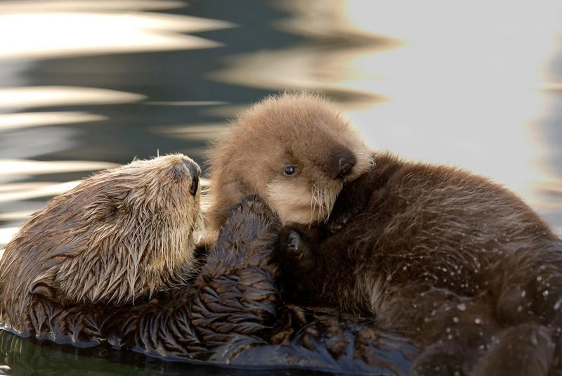 A dark brown sea otter mom floats on her back while inspecting something on top of her fluffy sea otter pup’s head