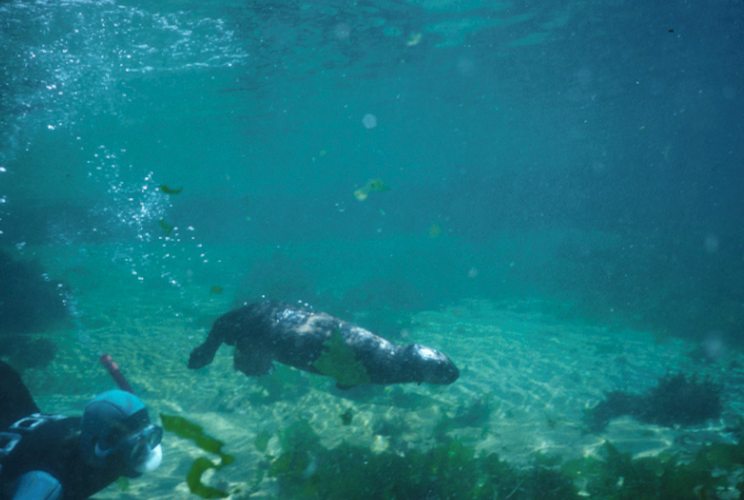 California sea otter and a free-diver in a blue wetsuit swim side-by-side underwater