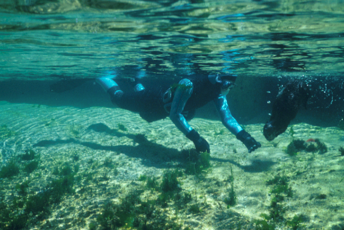 An Aquarium staffer in a blue wetsuit holds out her gloved hand, encouraging a young, brown sea otter to dive down to investigate what’s in her glove