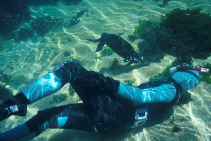 An Aquarium free-diver in a black and blue wetsuit points out something in the sand in shallow water. A young sea otter dives down to the bottom to investigate