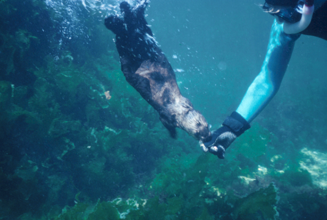 An Aquarium free-diver in a black and blue wetsuit swims sideways along the sandy bottom while a dark brown sea otter swims alongside her