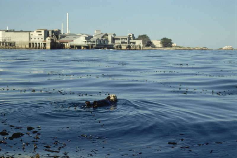 A sea otter floats on its back in Monterey Bay with the Monterey Bay Aquarium visible in the background