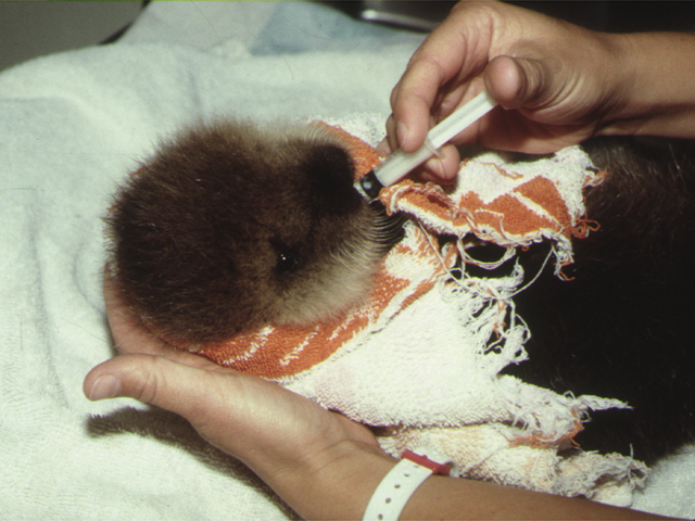 A fluffy brown sea otter pup is wrapped up in a white and orange dish towel while being hand-fed with a small syringe