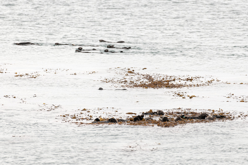 A group of sea otters rests in a clump of golden brown kelp at the surface of the bay, while another raft of otters swims along the outskirts of the kelp forest
