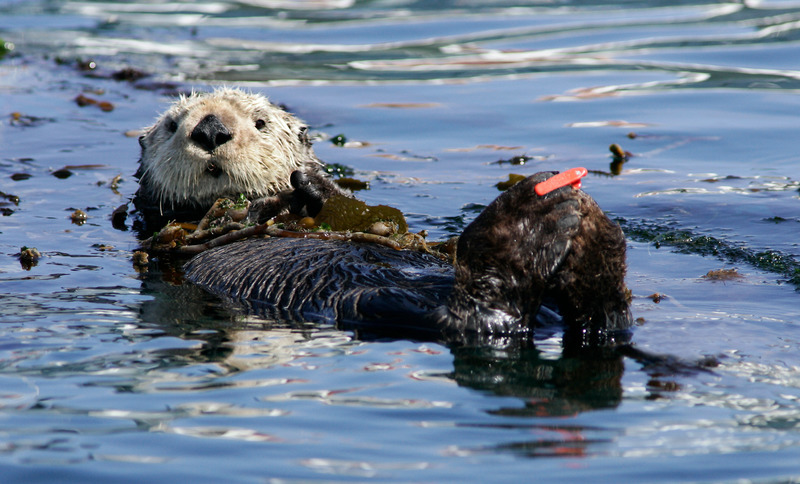 A dark brown sea otter rests on its back at the top of a kelp forest with dark brown kelp fronds wrapped around its chest and an orange flipper tag on its right hind flipper