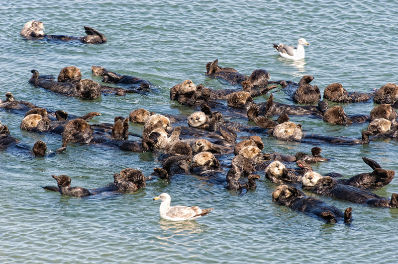 A large raft of nearly 25 dark brown and blonde sea otters rests at the surface of Elkhorn Slough while a couple of western gulls float nearby
