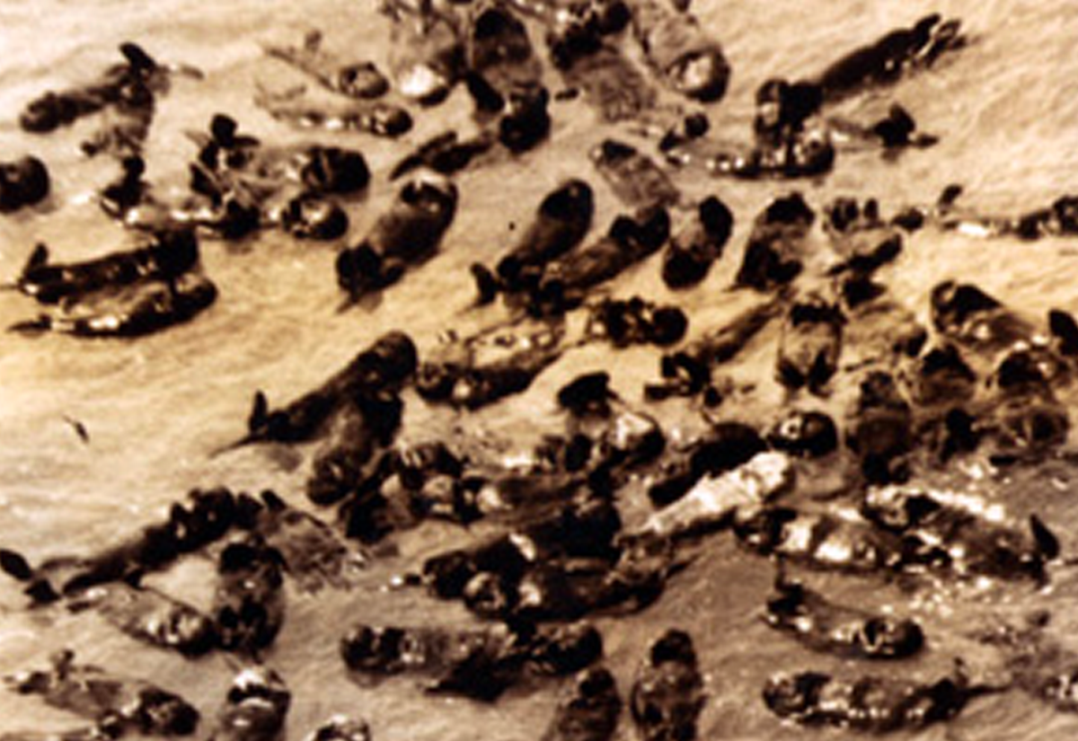 Historical image of a raft of southern sea otters near Bixby Creek in Big Sur in 1938