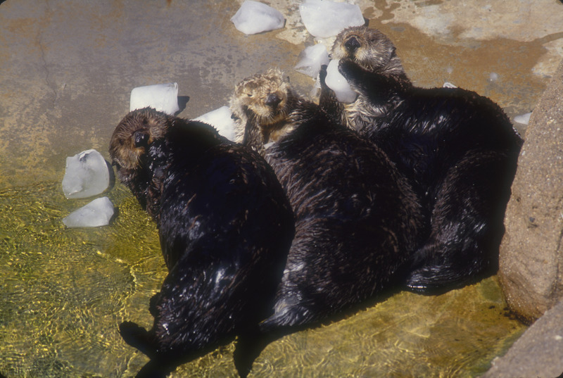 Three Califonria sea otters lounging on rocks