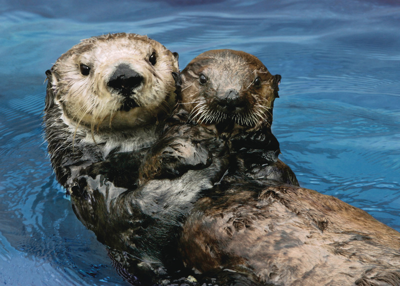 A brown sea otter with dark nose gloats on her back in blue water while holding a dark brown sea otter pup