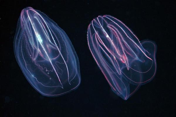 Two translucent warty comb jellies aka sea walnuts show off their salmon-colored comb rows against a black background.