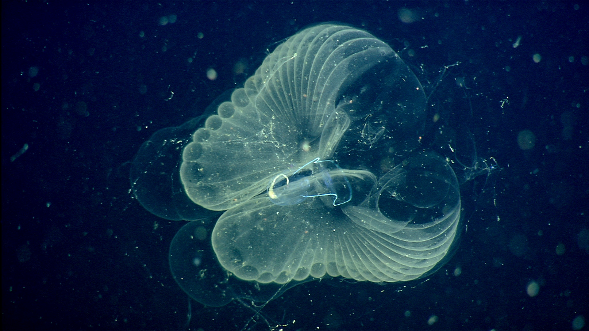 A white/translucent giant larvacean, a round, gelatinous animal, drifts in the center of a dark blue image.