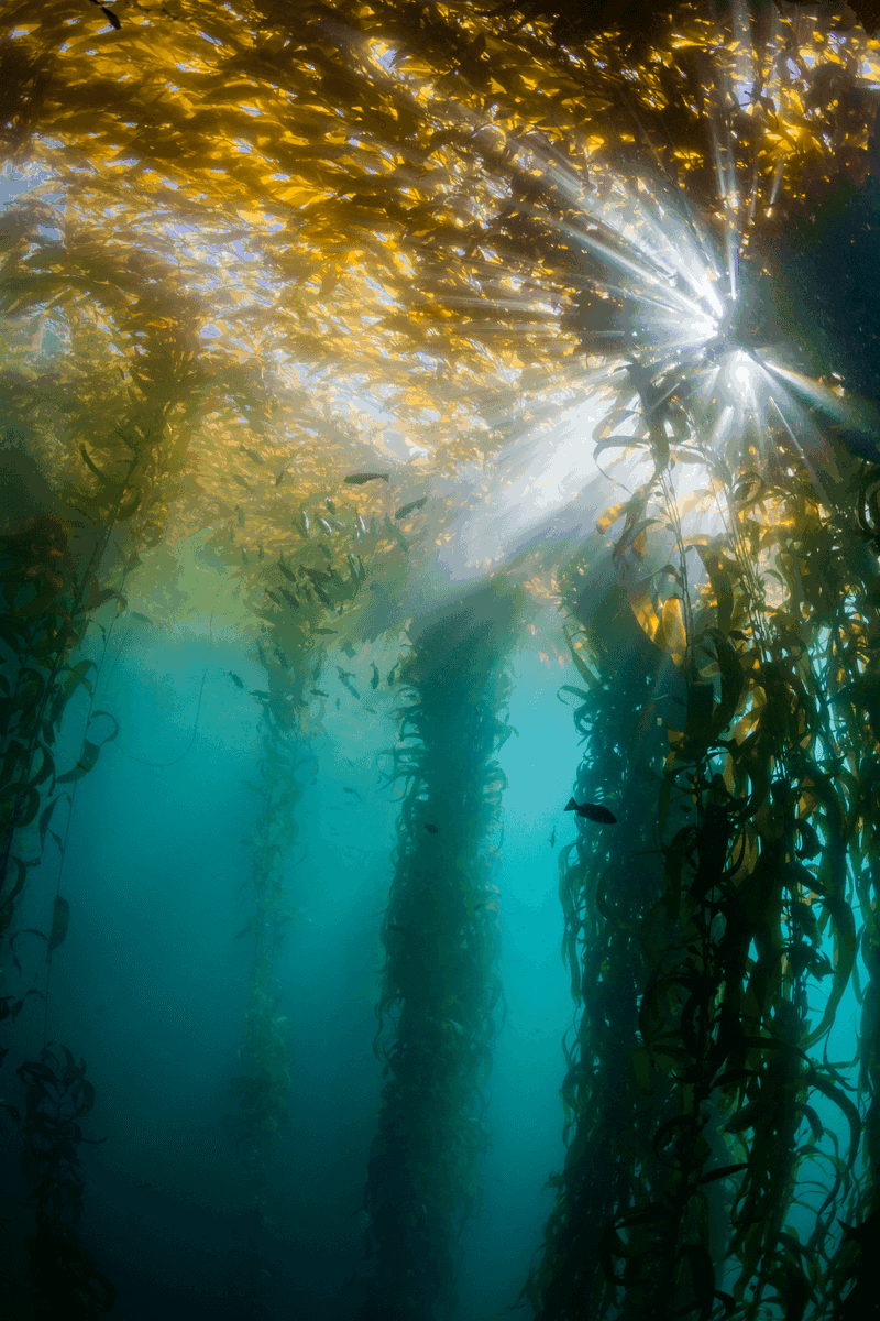 An underwater view of sunbeams shining through fronds of a wild kelp forest at Monastery beach