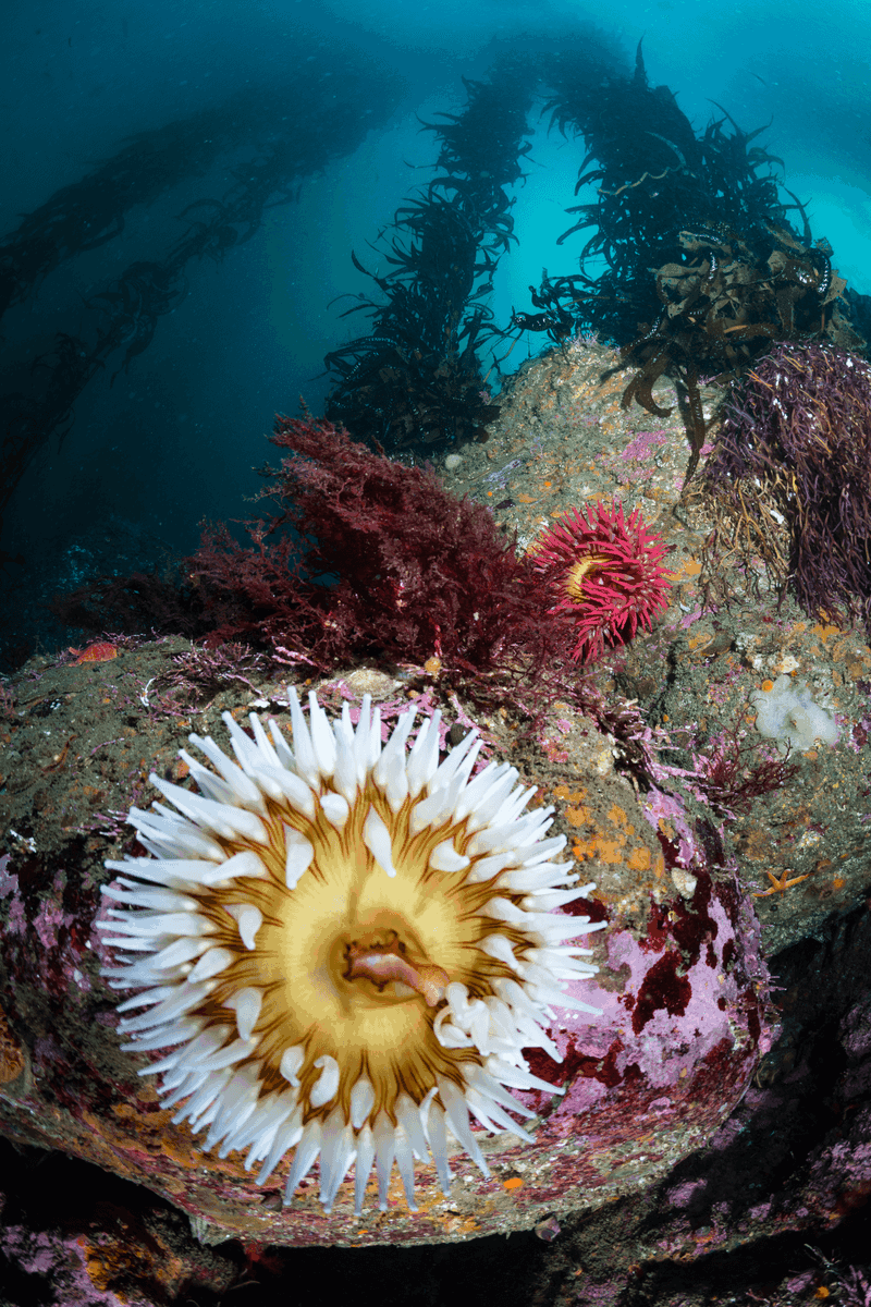 Underwater view of a fish-eating anemone (Urticina piscivora) amidst other wildlife in a wild kelp forest near Monastery Beach