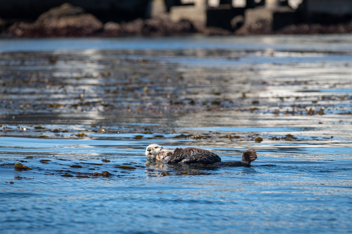 A sea otter pup rests on it's mom as they float together on top of the water off the back deck of the Monterey Bay Aquarium.