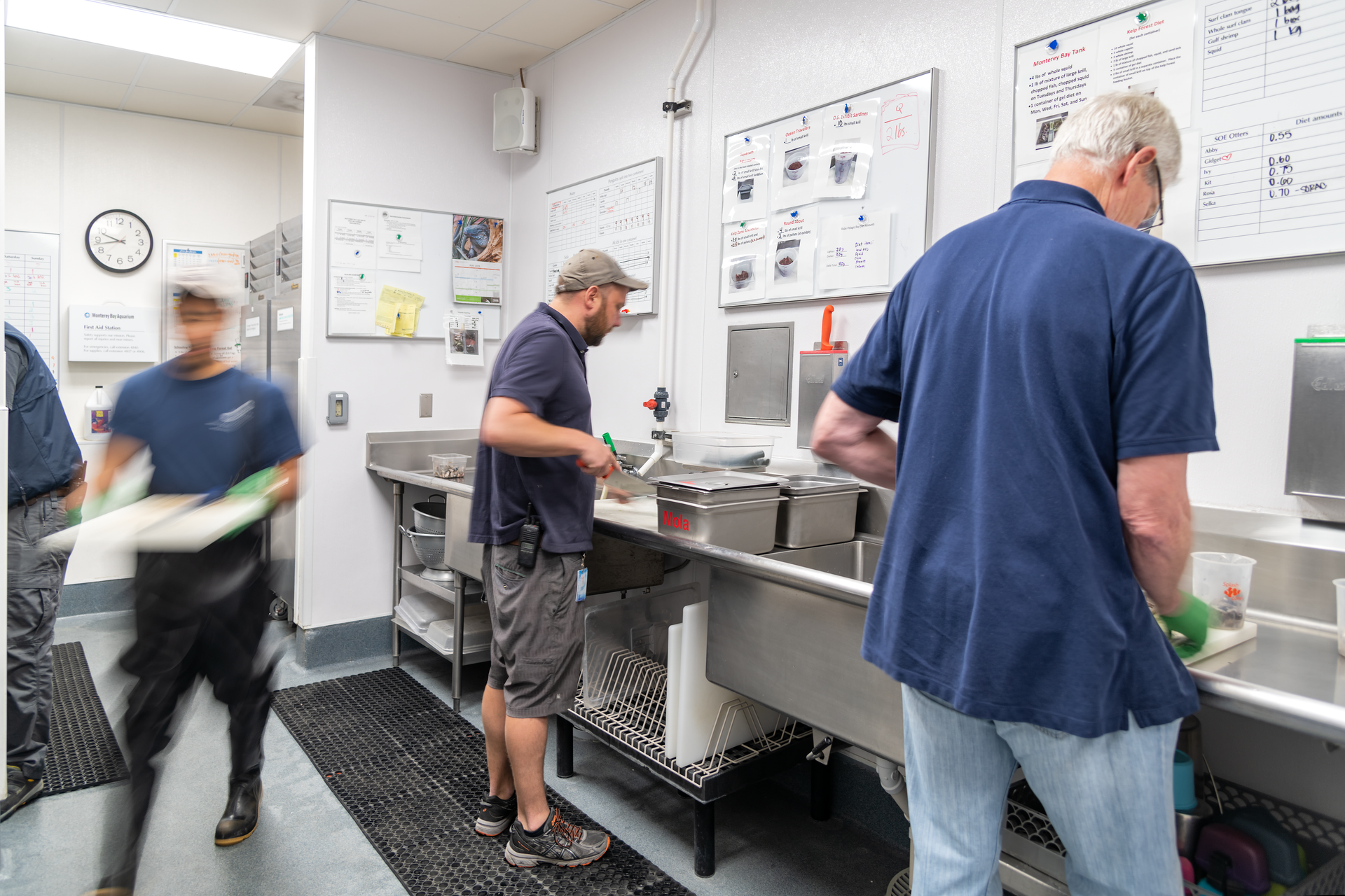 Animal Care staff in the food room are preparing food for the animals at the Monterey Bay Aquarium