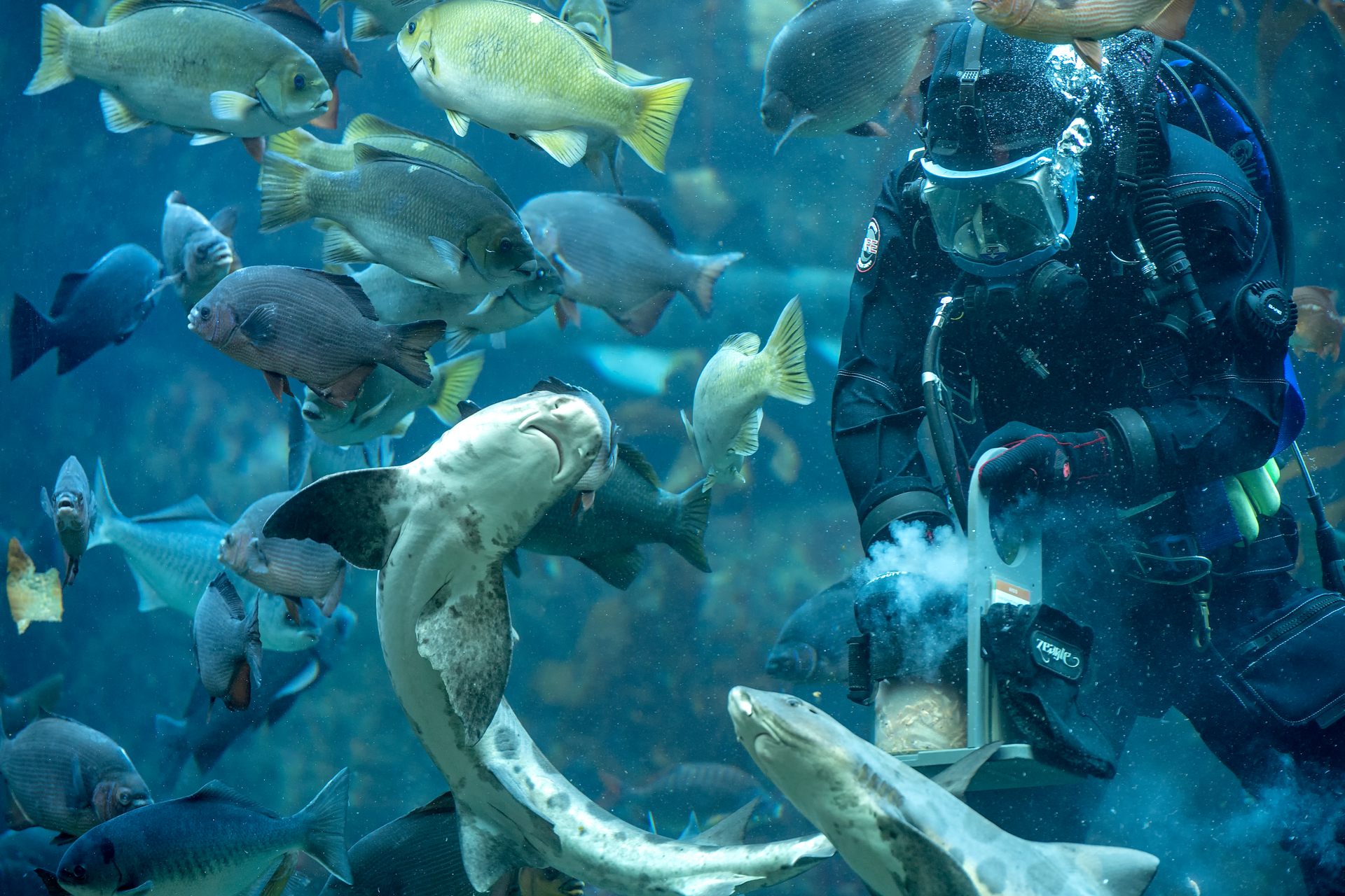 A diver feeds a variety of fish and leopard sharks during the Kelp Forest exhibit feeding program