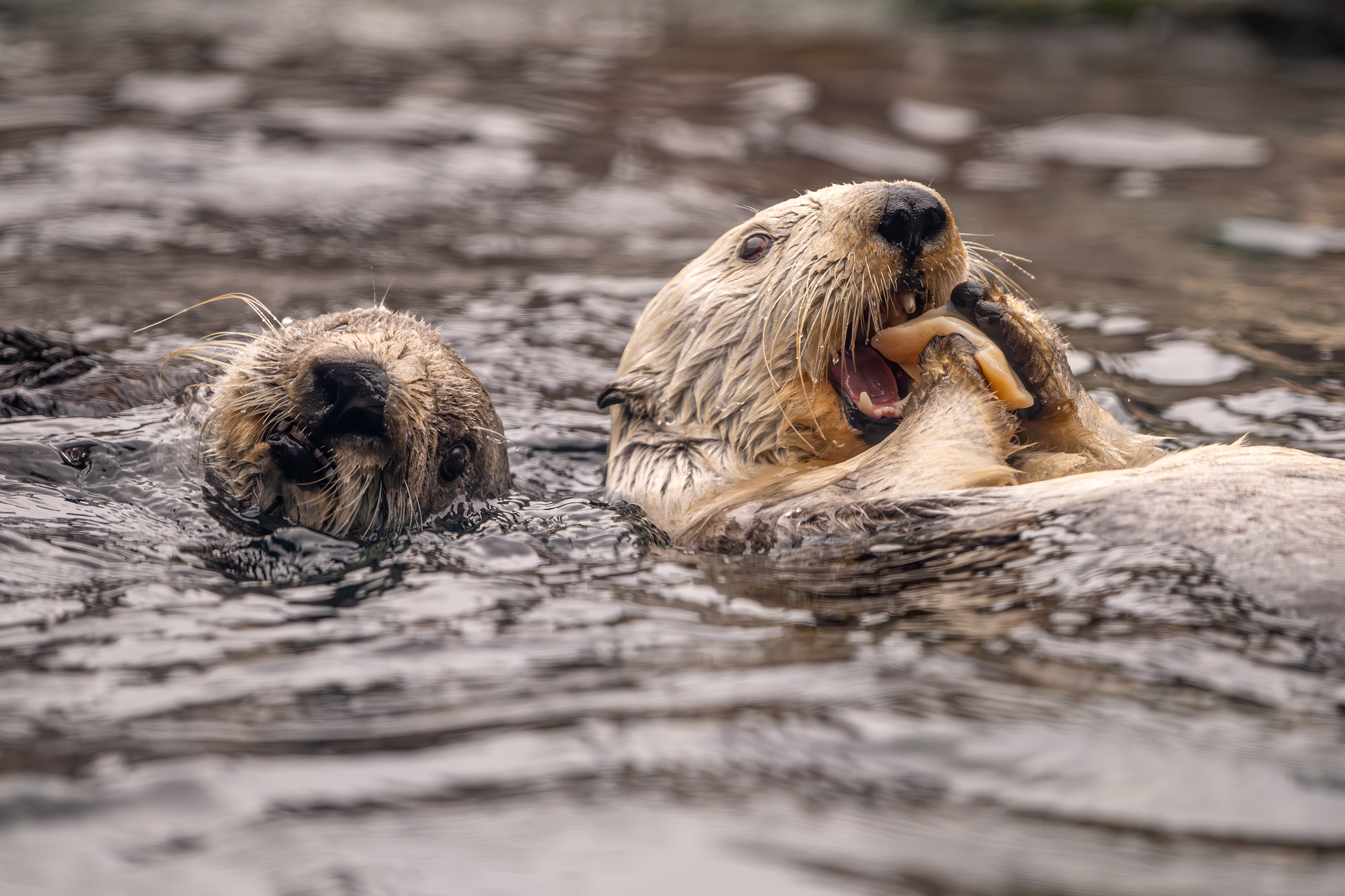 Sea Otters feeding at Monterey Bay Aquarium