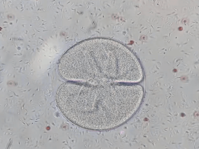A microscopic view of a sand dollar egg