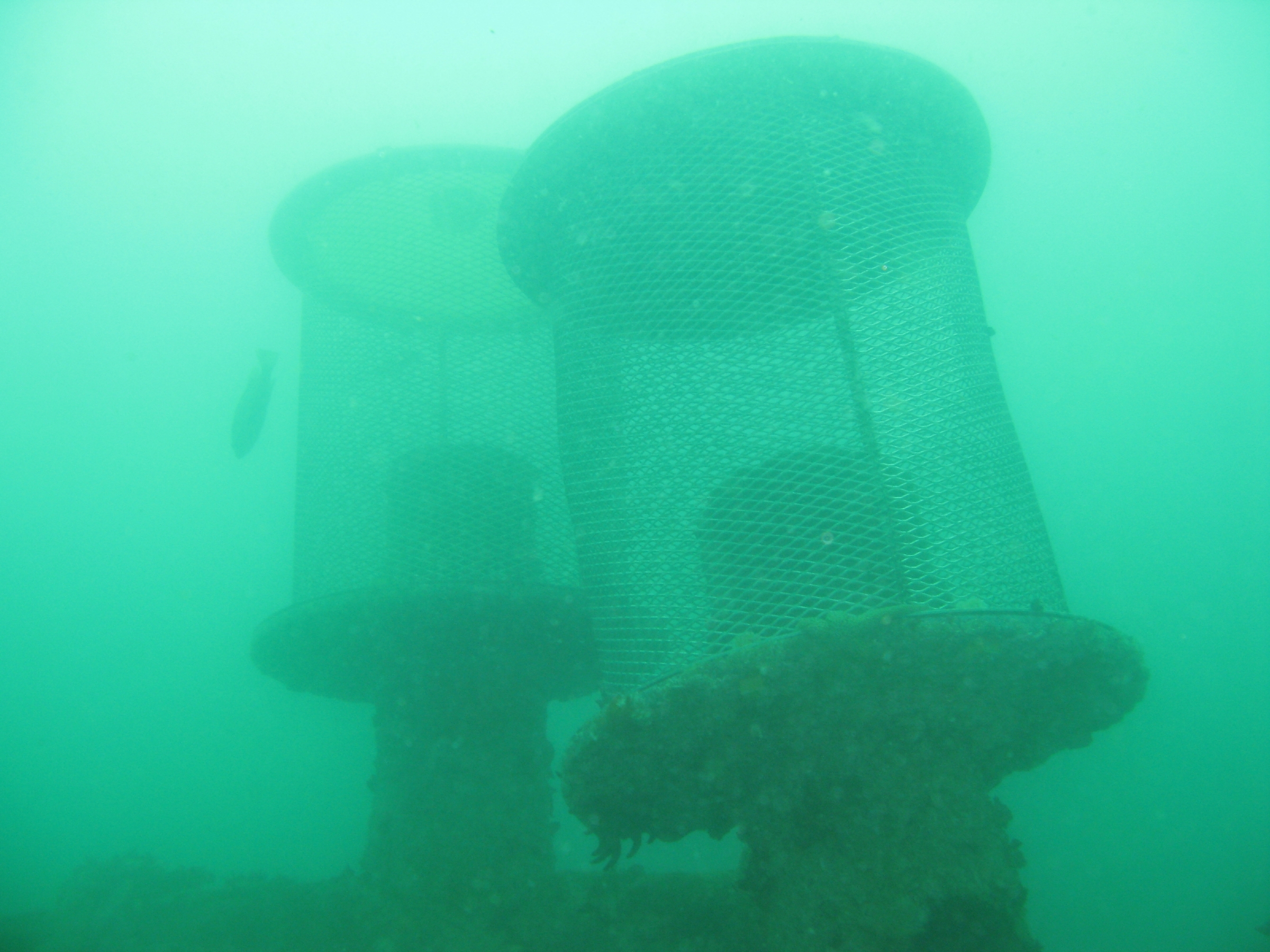 Two cylindrical intake water systems in the Monterey Bay, floating in murky green ocean water with metal mesh coverings