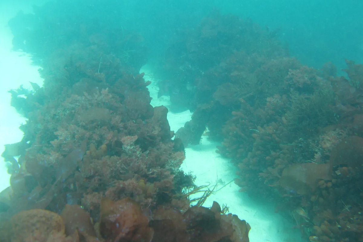 Intake pipes covered in invertebrates in Monterey Bay