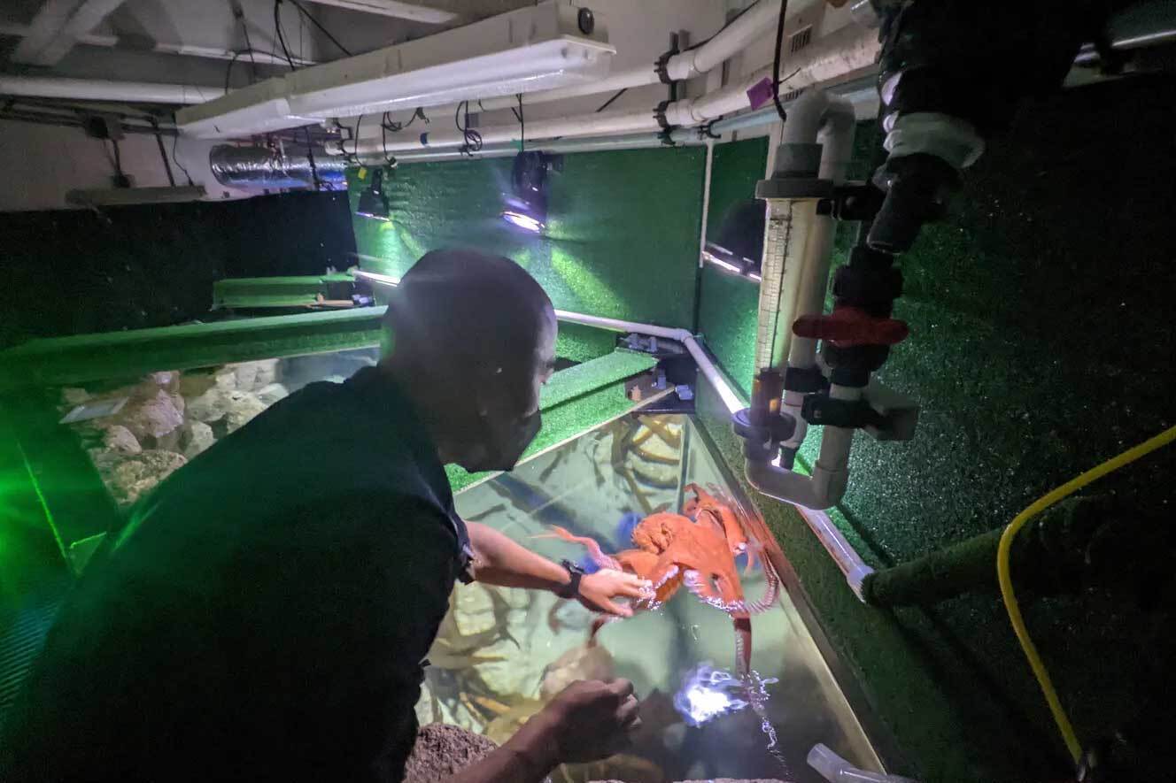 Eric gently holding his left arm stretched towards a giant Pacific octopus swimming near the surface of a tank in the backstage of the Aquarium.