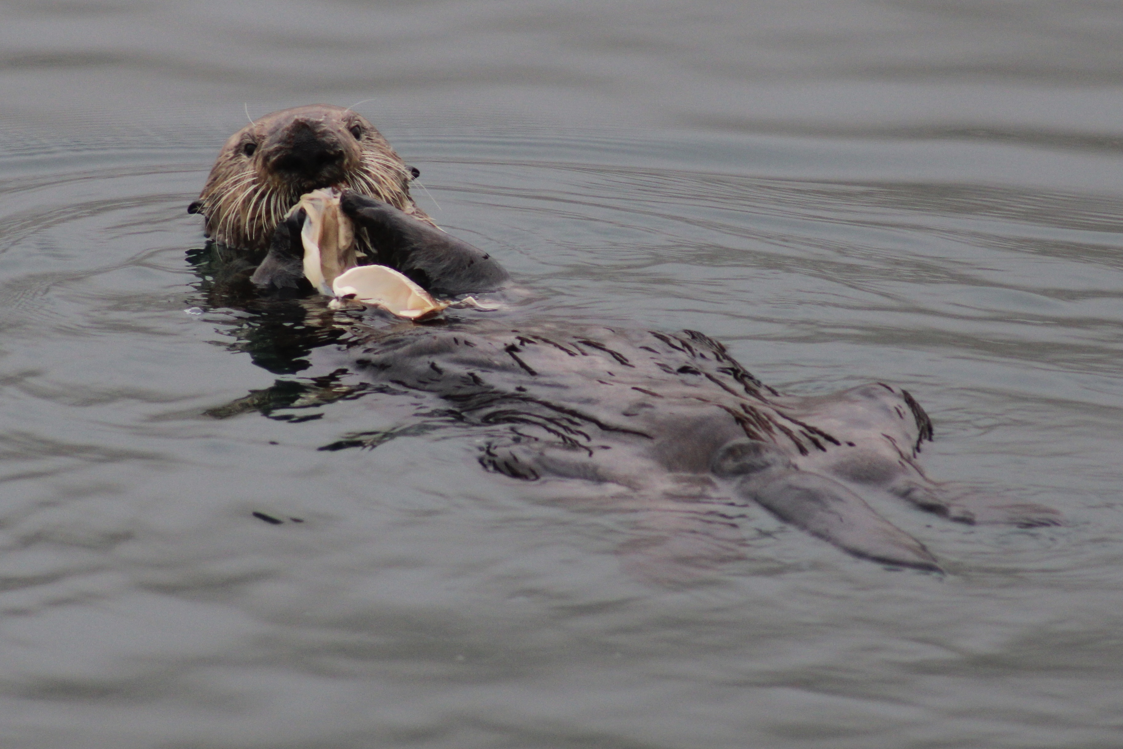 A sea otter floats on its back in the water, head raised toward the camera while holding food on its chest