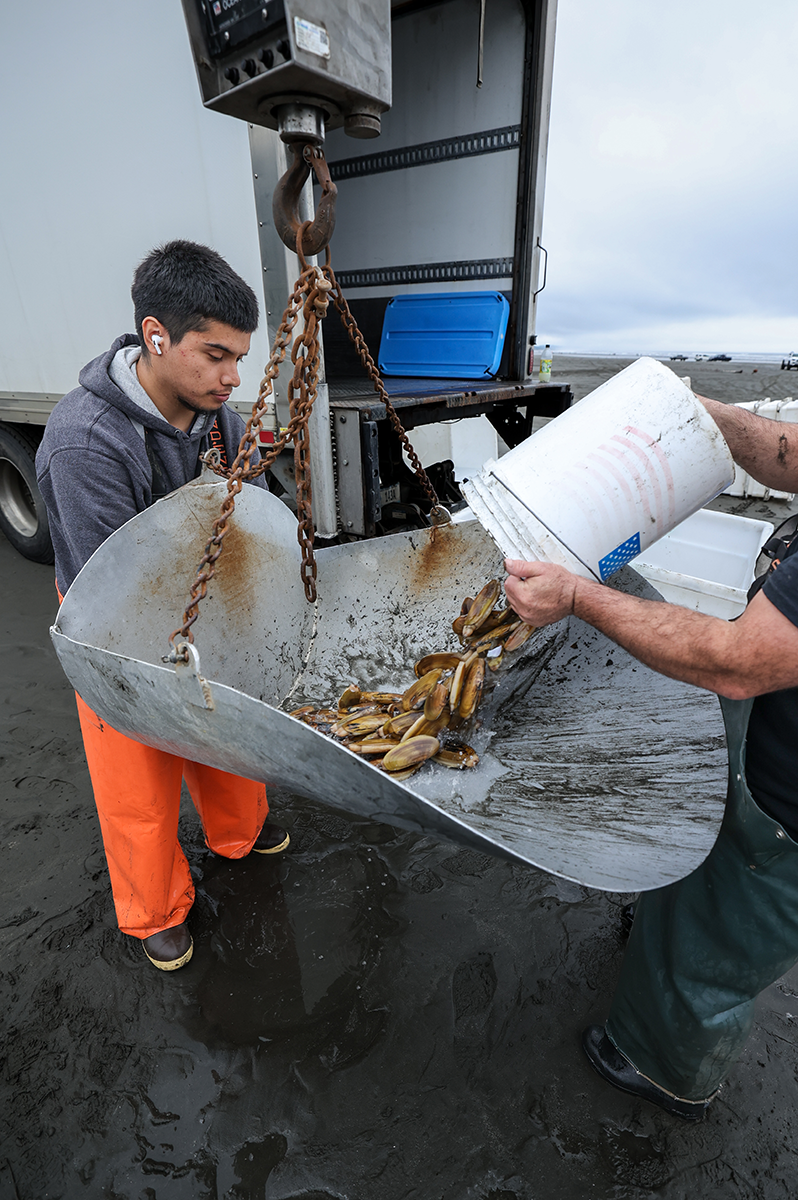 A young person in orange waders steadies a hanging scale as clams are poured into it near a truck