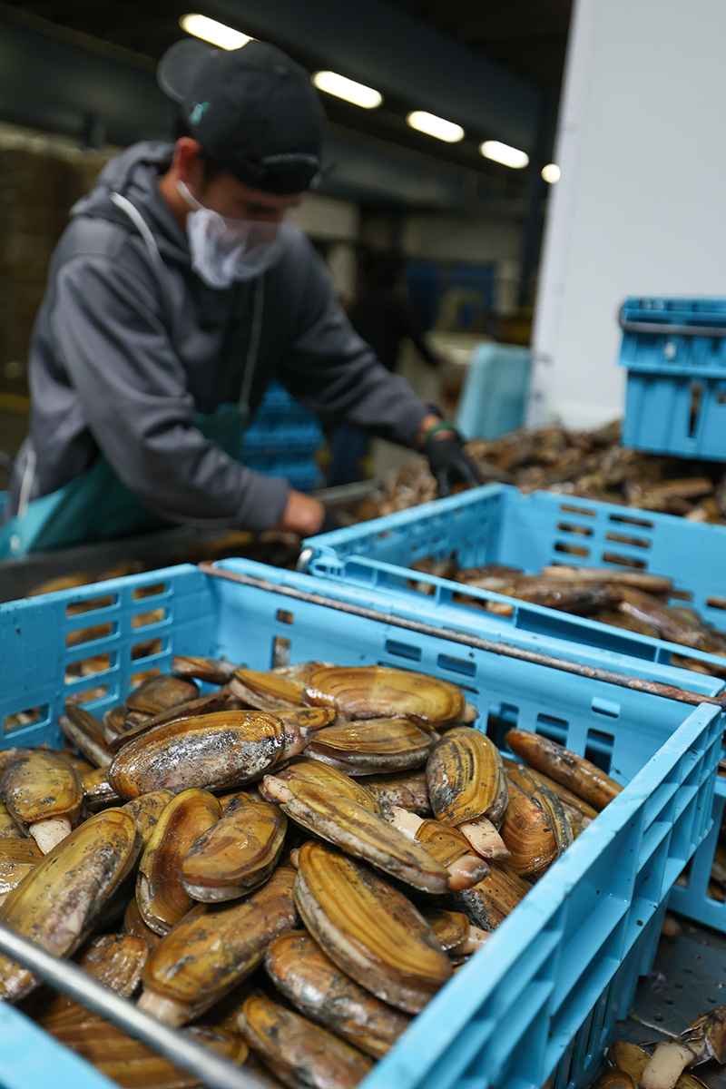 A masked worker sorts razor clams into blue plastic crates inside a seafood processing facility