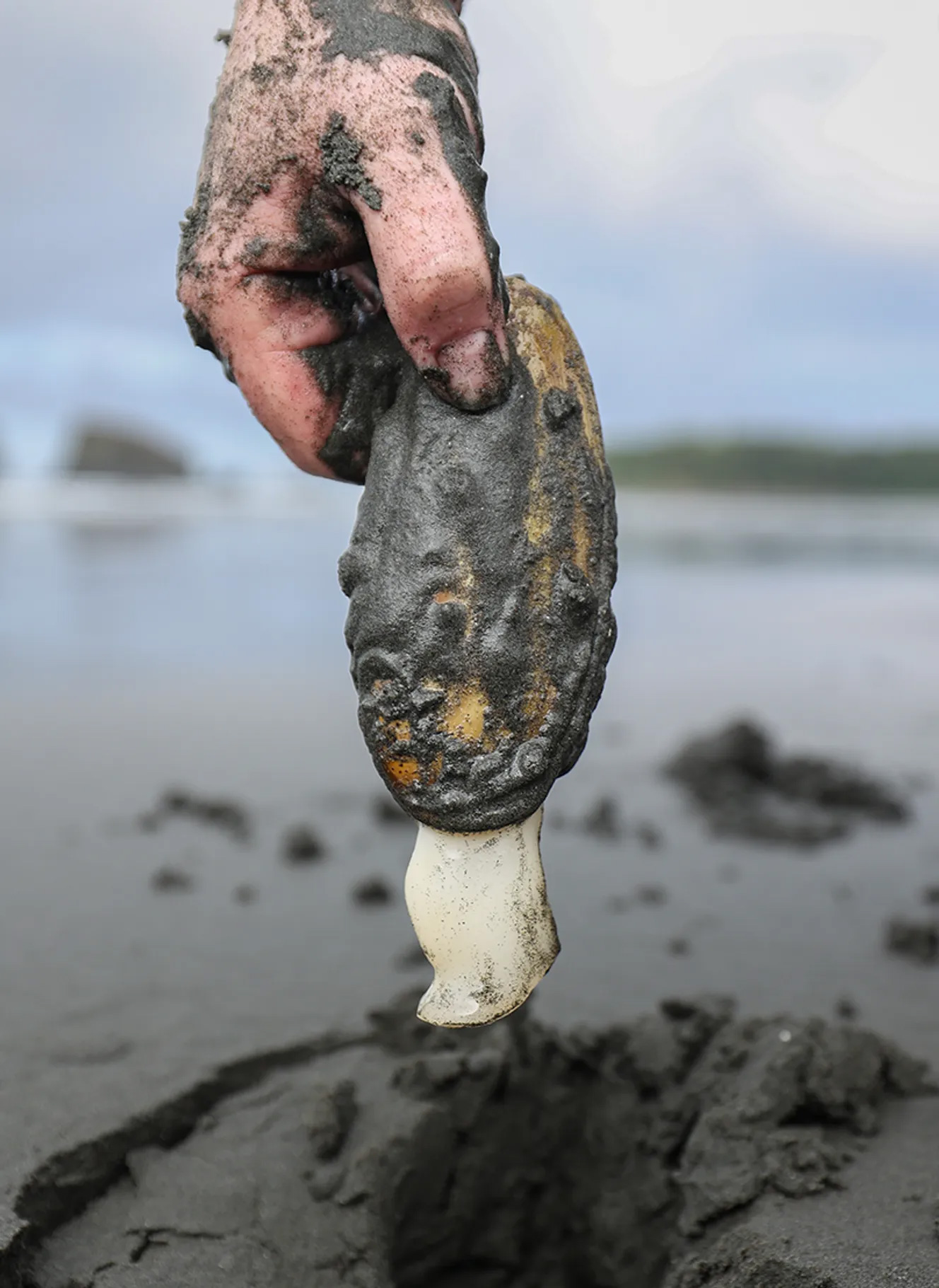 A sand-covered hand holds a freshly dug razor clam by its shell with the siphon hanging down