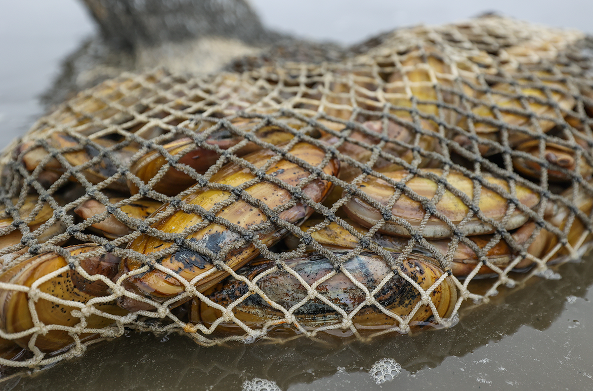 An upclose look of a fishing net full of razor clams laying on a wet sandy beach