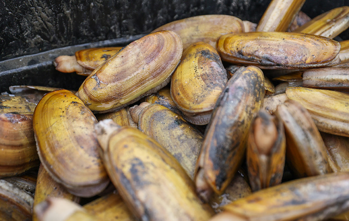 Close-up of freshly harvested razor clams piled in a dark container showing yellow and brown shells